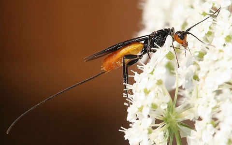 ¿Por qué algunos insectos plaga son capaces de eludir a sus avispas parasitoides?